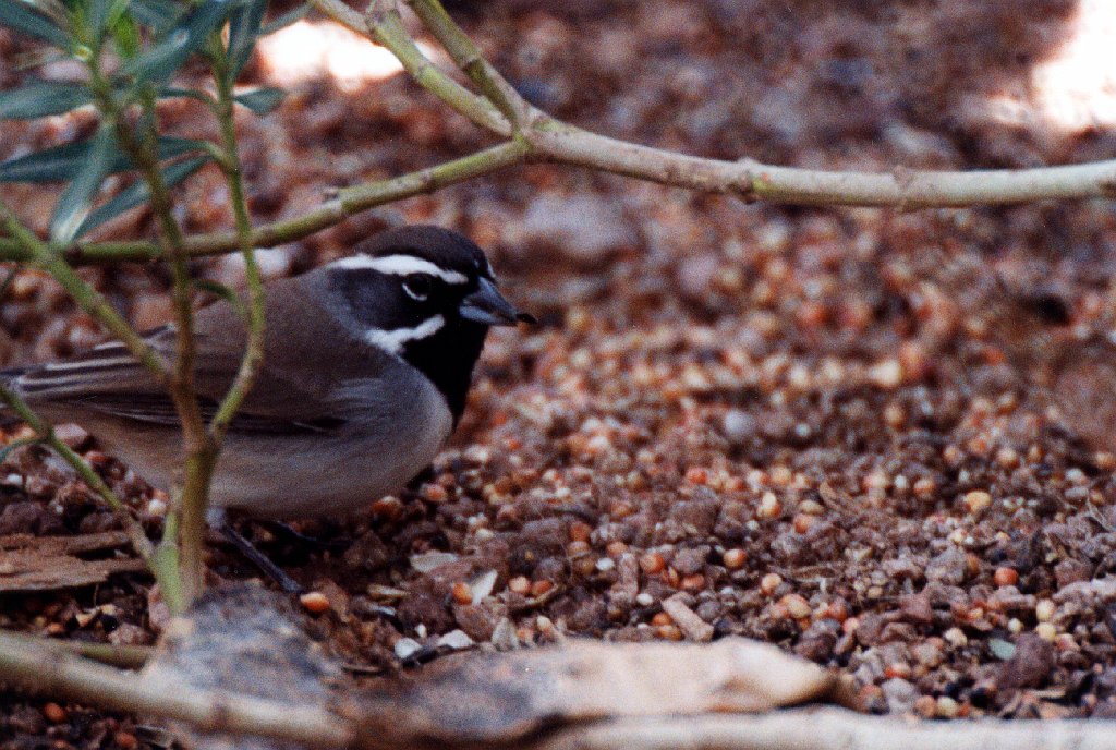 Sparrow, Black-throated, Gold Canyon, 1-1995 B03P67I01.jpg - Black-throated Sparrow